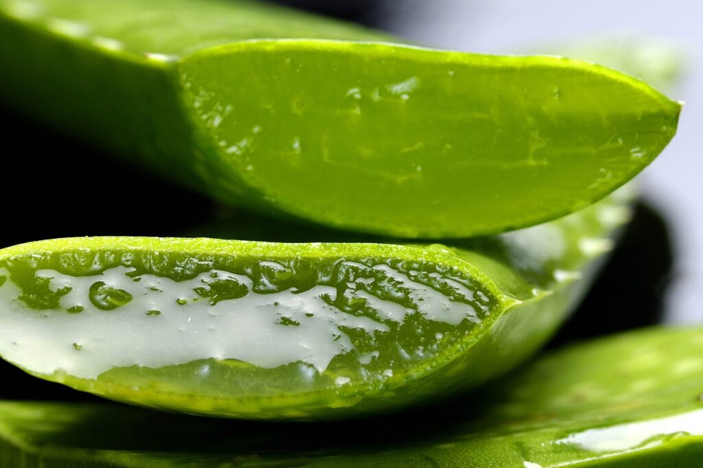 Cómo conservar Aloe Vera