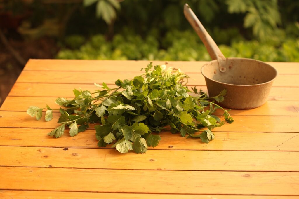 Cómo conservar el cilantro